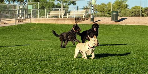 dog sex public|Public Dog Park Dare .